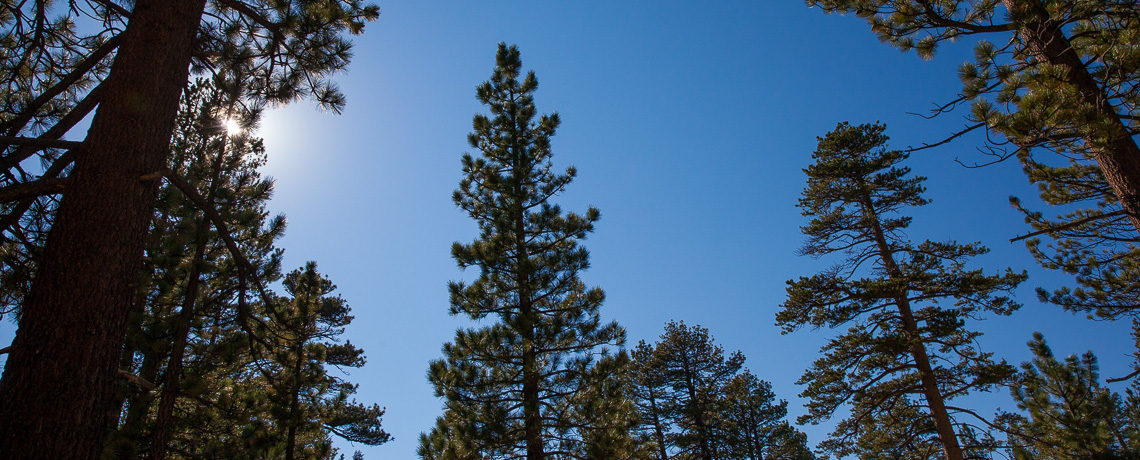 The Perfect Servant Church Of God